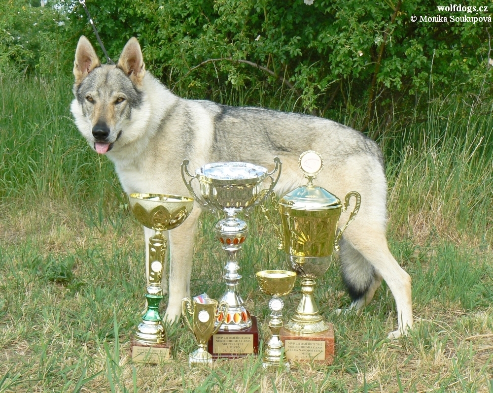 Yukon z Molu Es a trofeje z Litoměřic